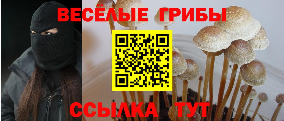 Галлюциногенные грибы Cubensis Красный Сулин